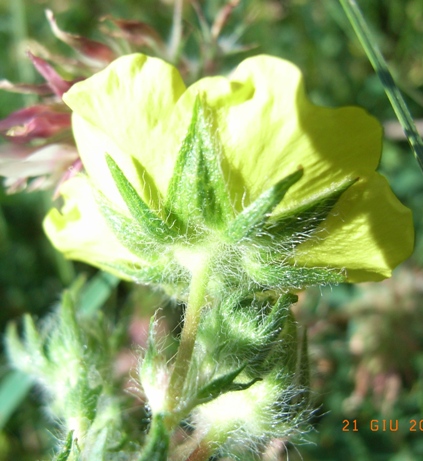Potentilla hirta